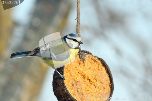 Image of blue tit on coconut lard feeder