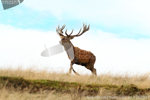 Image of red deer buck running on top of a hill