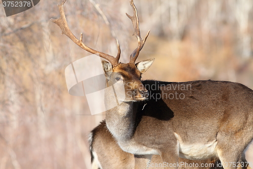 Image of outdoor portrait of fallow deer buck