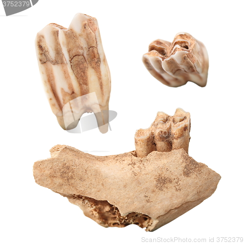 Image of red deer mandible and molars