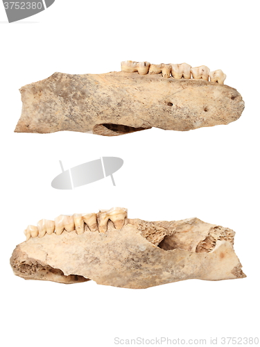 Image of wild boar isolated ancient mandible