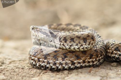 Image of close up of female meadow viper