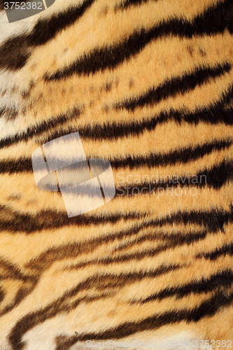 Image of tiger real fur