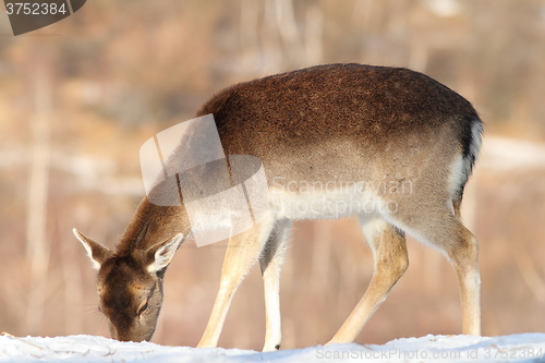 Image of fallow deer foraging for food in snow