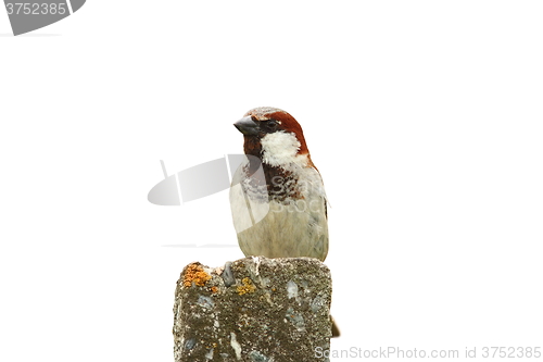 Image of isolated male house sparrow