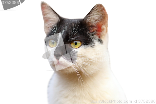 Image of isolated portrait of cute cat