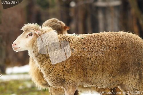 Image of sheep in the farmyard