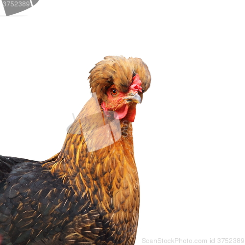 Image of crested funny isolated hen