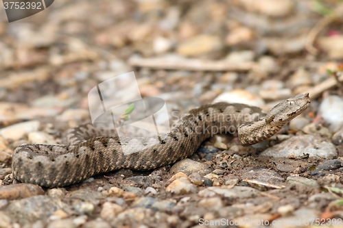 Image of juvenile european nose horned viper