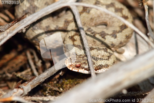 Image of common european viper hiding amongst twigs