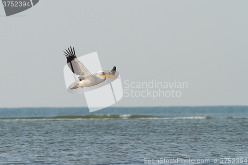 Image of great pelican in flight over sea