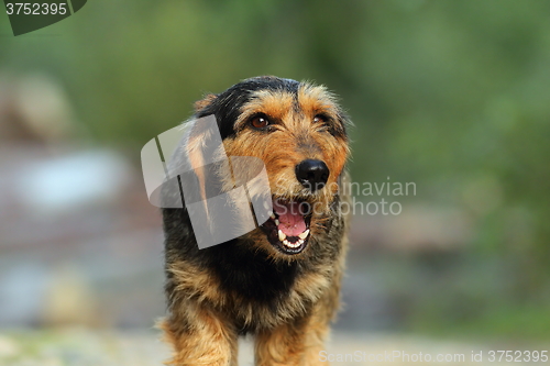Image of teckel dog portrait