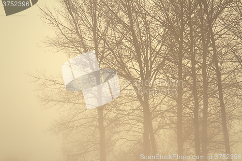 Image of spooky forest in the mist