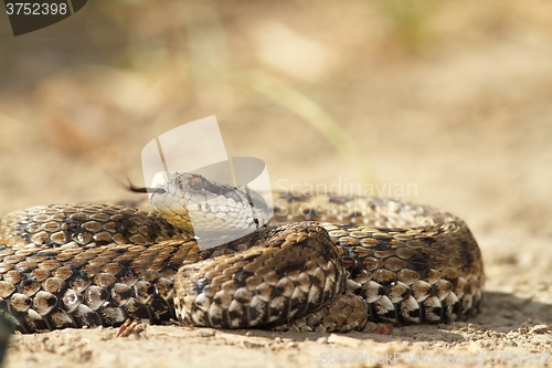 Image of vipera ursinii on the ground