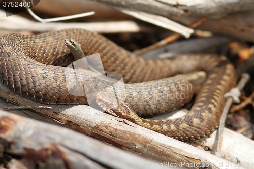 Image of orange female common adder