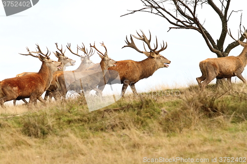 Image of herd of red deers on the hill