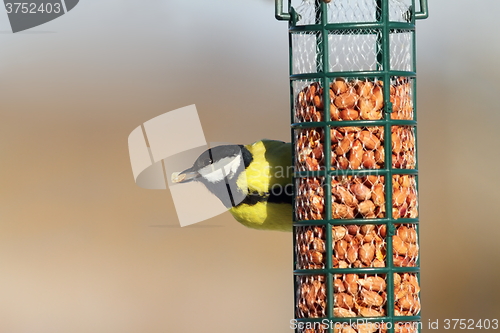 Image of great tit eating peanuts