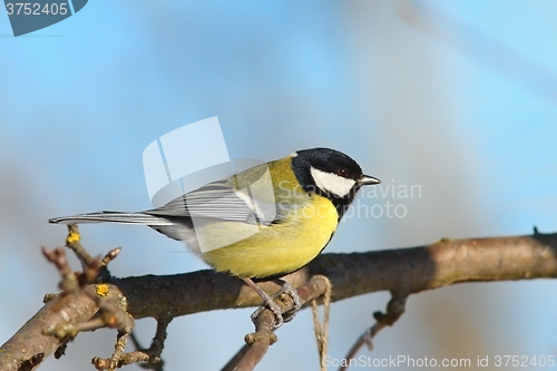 Image of great tit on branch