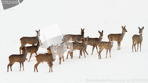 Image of roe deer herd over white snow