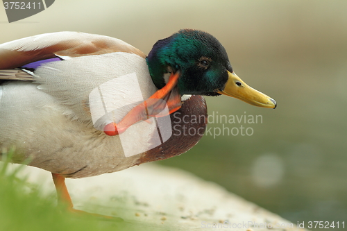 Image of mallard drake close up