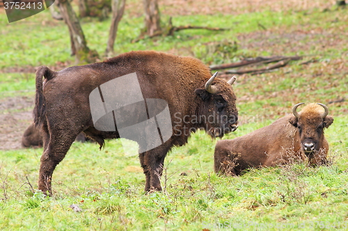 Image of big european bison