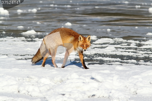 Image of colorful fox walking on ice