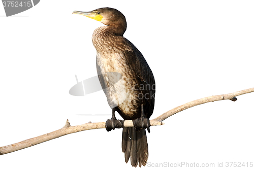 Image of isolated great cormorant on branch