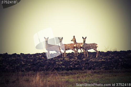 Image of vintage image of wild roe deers