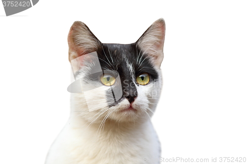Image of portrait of cute cat over white