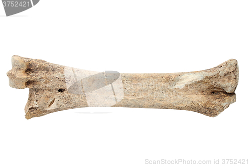 Image of red deer cannon bone