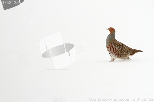 Image of grey partridge on snow