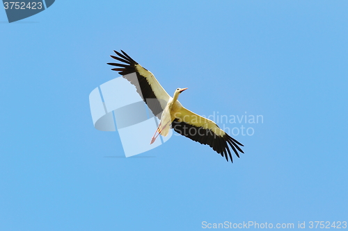 Image of white stork in flight over blue sky