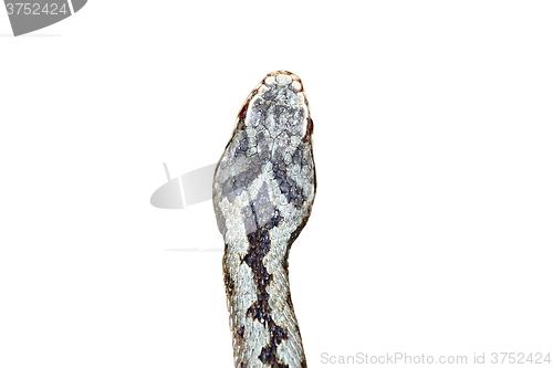 Image of isolated head of vipera berus