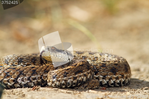 Image of meadow adder on ground