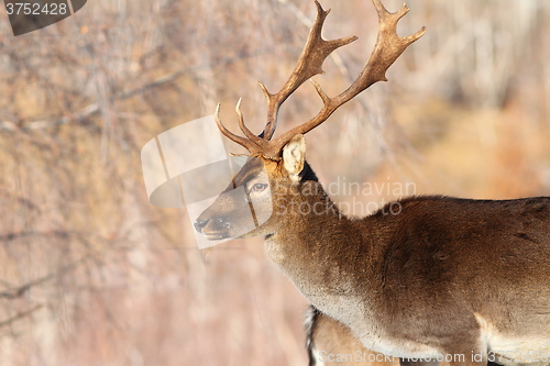 Image of male fallow deer portrait