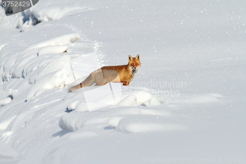 Image of beautiful red fox in snow