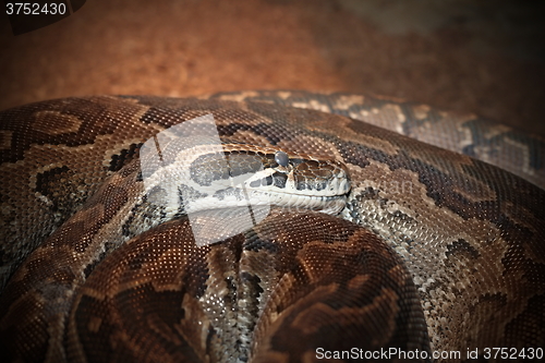 Image of python sebae natalensis