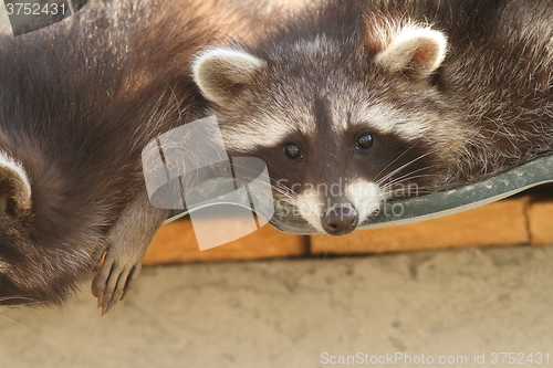 Image of raccoon on the zoo