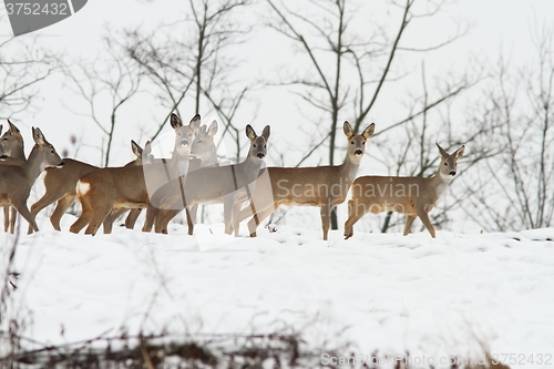 Image of deers near the forest