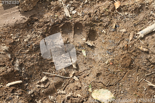 Image of wild brown bear footprint in mud