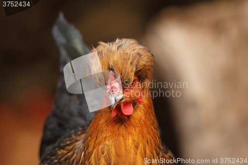 Image of funny portrait of a hen