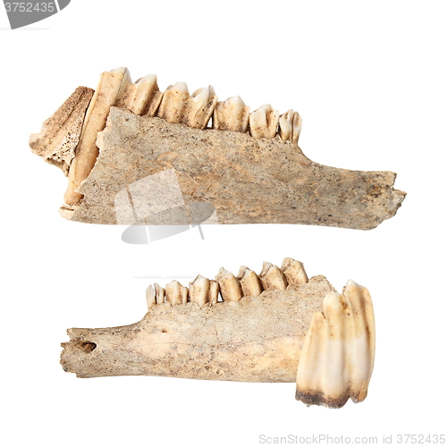 Image of cervus elaphus mandible on white