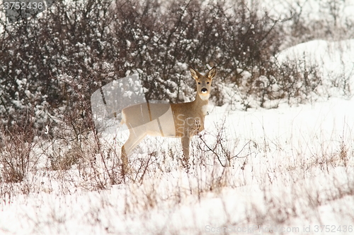 Image of roe deer doe looking at the camera