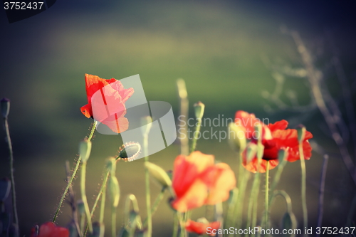 Image of vintage image of wild poppies