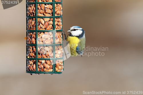 Image of eurasian blue tit eating peanuts