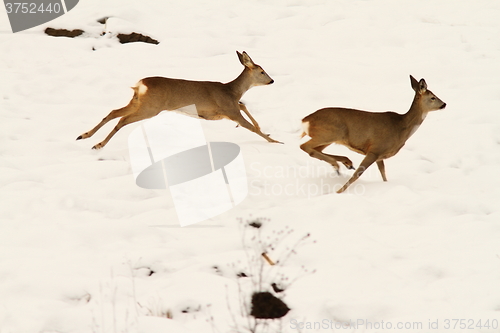 Image of roe deers running in snow