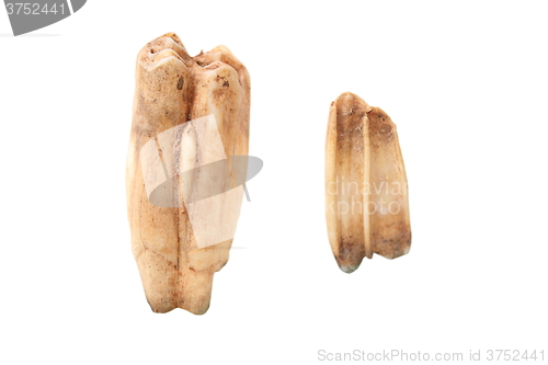 Image of wild boar molars over white