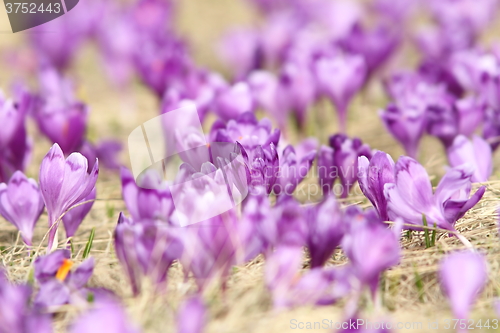 Image of natural meadow full of crocuses