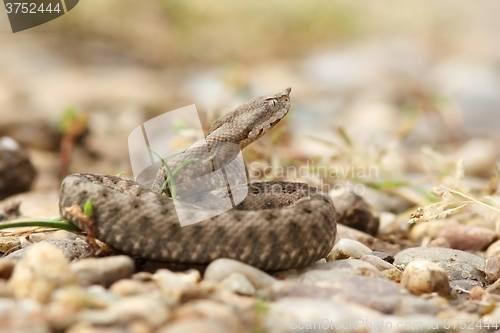 Image of young horned european viper on ground