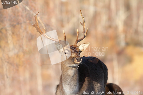 Image of fallow deer buck coming to the camera